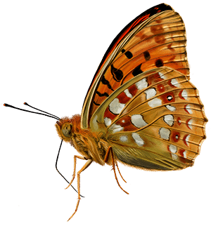 fabriciana adippe_peq
